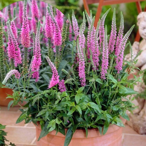 Veronica spicata 'Anniversary New Rose' - Kassisaba 'Anniversary New Rose' P9/0,55L